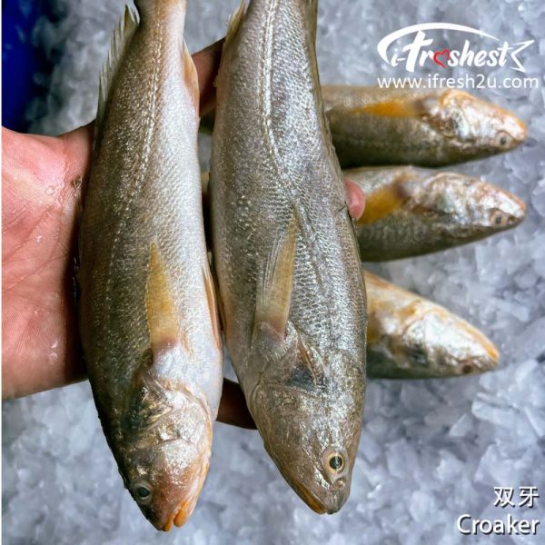 双牙2 I FRESHEST MARKETING SDN BHD Croaker 500Gm+- iFresh2u! Online Seafood Delivery From Sekinchan to your Doorstep. We supply complete range of local seafood, meat, chicken, vegetables, fruits and many more.