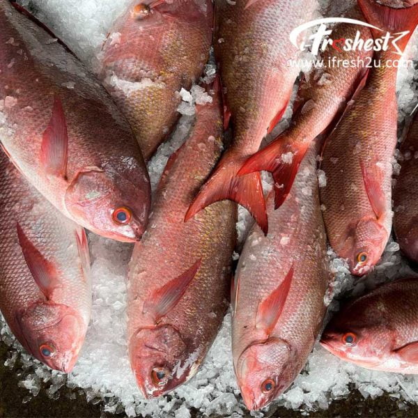 Vermilion Snapper 1 I FRESHEST MARKETING SDN BHD Vermilion Snapper 1Pcs iFresh2u! Online Seafood Delivery From Sekinchan to your Doorstep. We supply complete range of local seafood, meat, chicken, vegetables, fruits and many more.