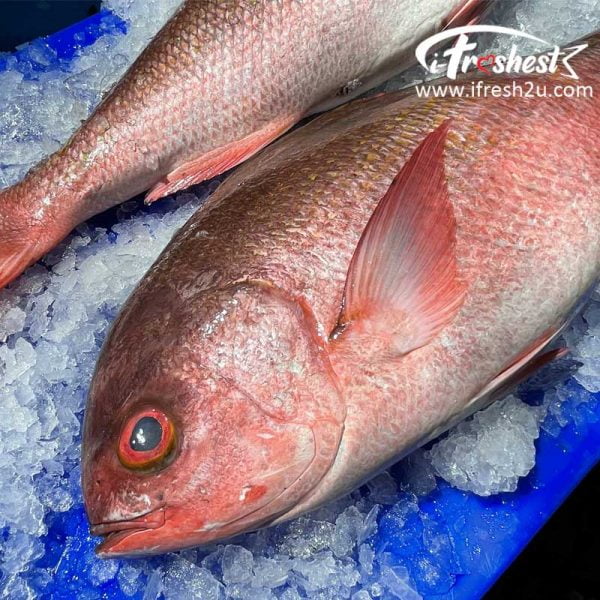 Vermilion Snapper 5 I FRESHEST MARKETING SDN BHD Vermilion Snapper 1Pcs iFresh2u! Online Seafood Delivery From Sekinchan to your Doorstep. We supply complete range of local seafood, meat, chicken, vegetables, fruits and many more.