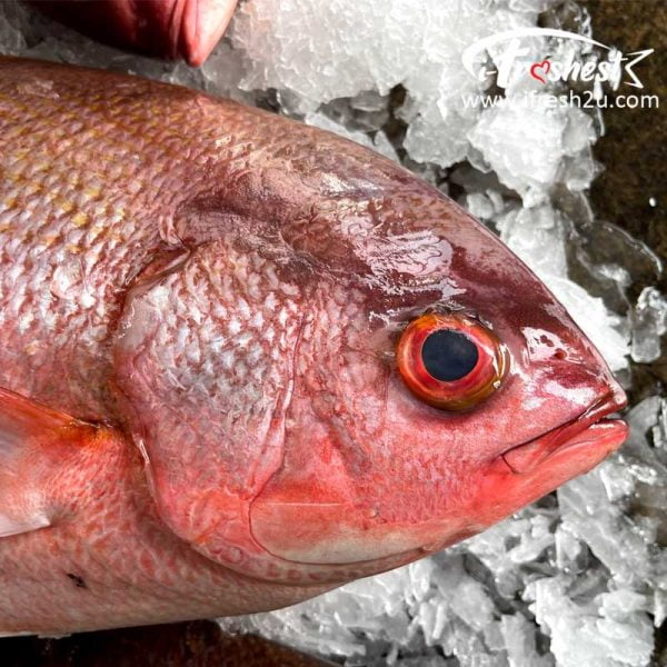 Vermilion Snapper2 I FRESHEST MARKETING SDN BHD Vermilion Snapper 1Pcs iFresh2u! Online Seafood Delivery From Sekinchan to your Doorstep. We supply complete range of local seafood, meat, chicken, vegetables, fruits and many more.