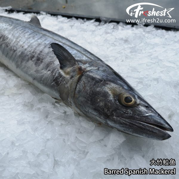 竹鲛2 I FRESHEST MARKETING SDN BHD Big Barred Spanish Mackerel 2Kg-5Kg 1Pcs 大竹鲛 2-5KG 1只 iFresh2u! Online Seafood Delivery From Sekinchan to your Doorstep. We supply complete range of local seafood, meat, chicken, vegetables, fruits and many more.