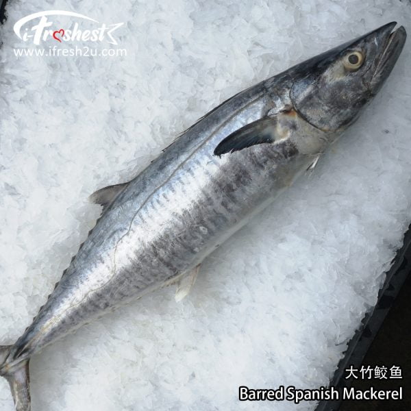 竹鲛3 I FRESHEST MARKETING SDN BHD Big Barred Spanish Mackerel 2Kg-5Kg 1Pcs 大竹鲛 2-5KG 1只 iFresh2u! Online Seafood Delivery From Sekinchan to your Doorstep. We supply complete range of local seafood, meat, chicken, vegetables, fruits and many more.