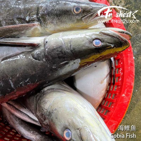 cobia fish2 I FRESHEST MARKETING SDN BHD 海鲤鱼 Cobia Fish 1Pcs iFresh2u! Online Seafood Delivery From Sekinchan to your Doorstep. We supply complete range of local seafood, meat, chicken, vegetables, fruits and many more.