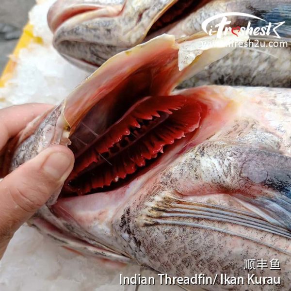 kurau 2 I FRESHEST MARKETING SDN BHD 顺丰鱼 Indian Threadfin / Ikan Kurau (SHUN FONG) 1Pcs iFresh2u! Online Seafood Delivery From Sekinchan to your Doorstep. We supply complete range of local seafood, meat, chicken, vegetables, fruits and many more.