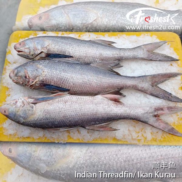 kurau 3 I FRESHEST MARKETING SDN BHD 顺丰鱼 Indian Threadfin / Ikan Kurau (SHUN FONG) 1Pcs iFresh2u! Online Seafood Delivery From Sekinchan to your Doorstep. We supply complete range of local seafood, meat, chicken, vegetables, fruits and many more.