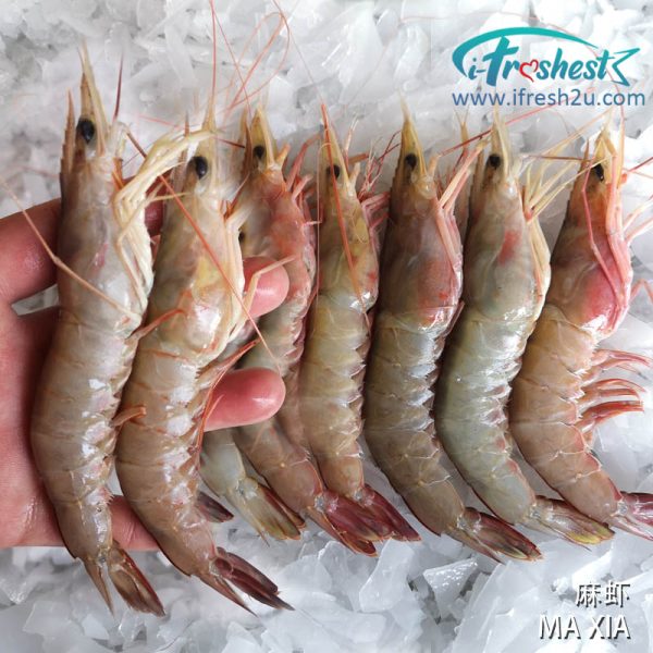 麻虾2 I FRESHEST MARKETING SDN BHD 麻虾 Ma Xia Prawn 300Gm+- iFresh2u! Online Seafood Delivery From Sekinchan to your Doorstep. We supply complete range of local seafood, meat, chicken, vegetables, fruits and many more.