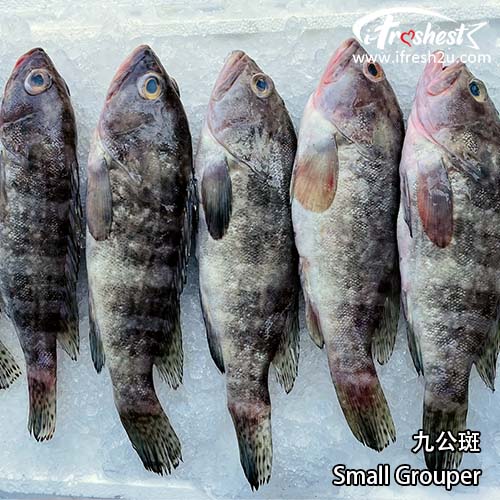 small grouper 1 I FRESHEST MARKETING SDN BHD 九公斑 Small Grouper iFresh2u! Online Seafood Delivery From Sekinchan to your Doorstep. We supply complete range of local seafood, meat, chicken, vegetables, fruits and many more.