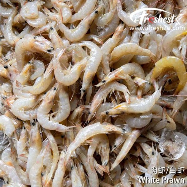 white prawn I FRESHEST MARKETING SDN BHD 白虾/肉虾 White Prawn iFresh2u! Online Seafood Delivery From Sekinchan to your Doorstep. We supply complete range of local seafood, meat, chicken, vegetables, fruits and many more.