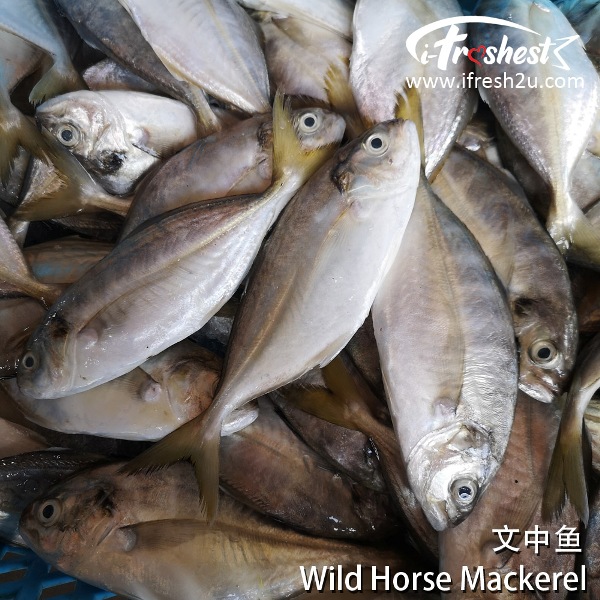 文中2 I FRESHEST MARKETING SDN BHD 文中鱼 Wild Horse Mackerel 500gm+-/pack iFresh2u! Online Seafood Delivery From Sekinchan to your Doorstep. We supply complete range of local seafood, meat, chicken, vegetables, fruits and many more.