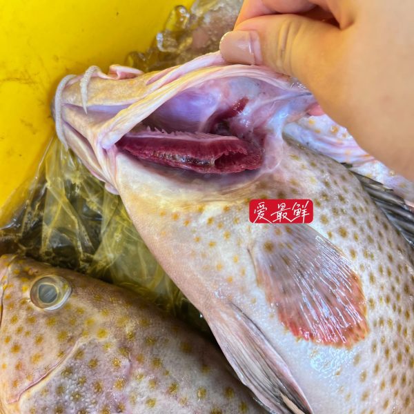 IMG 6238 scaled I FRESHEST MARKETING SDN BHD Longfin Grouper 花斑/米斑 iFresh2u! Online Seafood Delivery From Sekinchan to your Doorstep. We supply complete range of local seafood, meat, chicken, vegetables, fruits and many more.