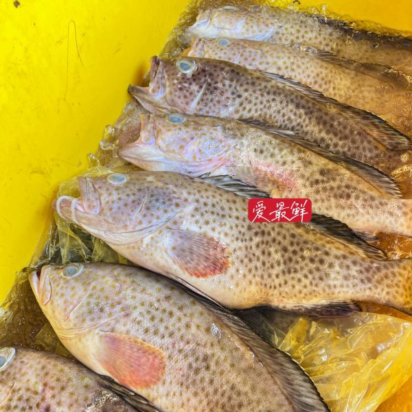 IMG 6240 scaled I FRESHEST MARKETING SDN BHD Longfin Grouper 花斑/米斑 iFresh2u! Online Seafood Delivery From Sekinchan to your Doorstep. We supply complete range of local seafood, meat, chicken, vegetables, fruits and many more.