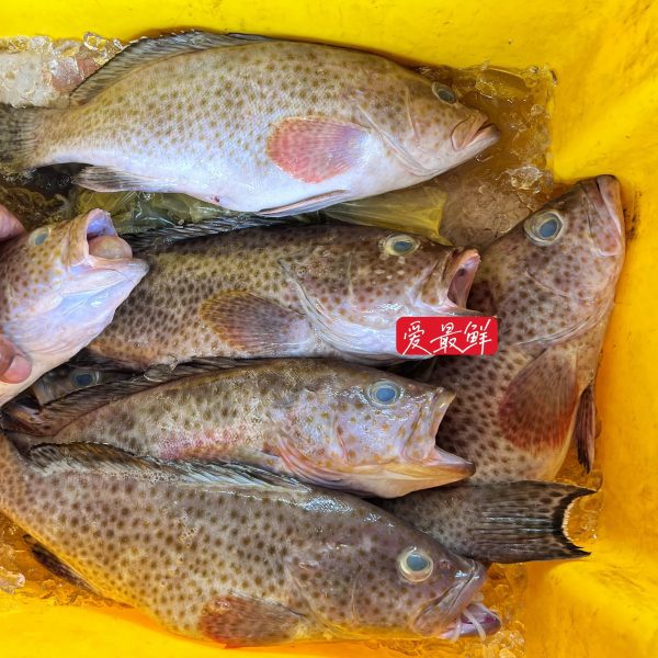 IMG 6241 scaled I FRESHEST MARKETING SDN BHD Longfin Grouper 花斑/米斑 iFresh2u! Online Seafood Delivery From Sekinchan to your Doorstep. We supply complete range of local seafood, meat, chicken, vegetables, fruits and many more.