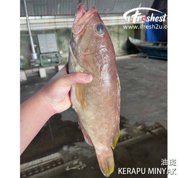 kerapu minyak 1 I FRESHEST MARKETING SDN BHD Oil Grouper 油斑 iFresh2u! Online Seafood Delivery From Sekinchan to your Doorstep. We supply complete range of local seafood, meat, chicken, vegetables, fruits and many more.