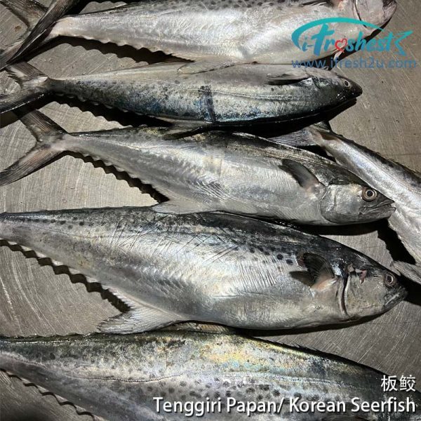 tenggiri papan2 I FRESHEST MARKETING SDN BHD 板鲛 Tenggiri Papan/ Korean Seerfish 1Pcs iFresh2u! Online Seafood Delivery From Sekinchan to your Doorstep. We supply complete range of local seafood, meat, chicken, vegetables, fruits and many more.