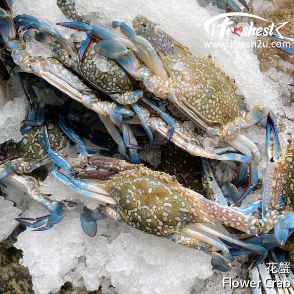 flower crab 2 I FRESHEST MARKETING SDN BHD Flower Crab/ Ketam Bunga/ 花蟹 iFresh2u! Online Seafood Delivery From Sekinchan to your Doorstep. We supply complete range of local seafood, meat, chicken, vegetables, fruits and many more.