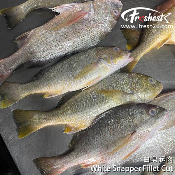 white snapper fillet cut 3 I FRESHEST MARKETING SDN BHD 白皂整只起肉 *2片* 1只 White Snapper Fillet Cut *Cut into 2* 1Pcs iFresh2u! Online Seafood Delivery From Sekinchan to your Doorstep. We supply complete range of local seafood, meat, chicken, vegetables, fruits and many more.