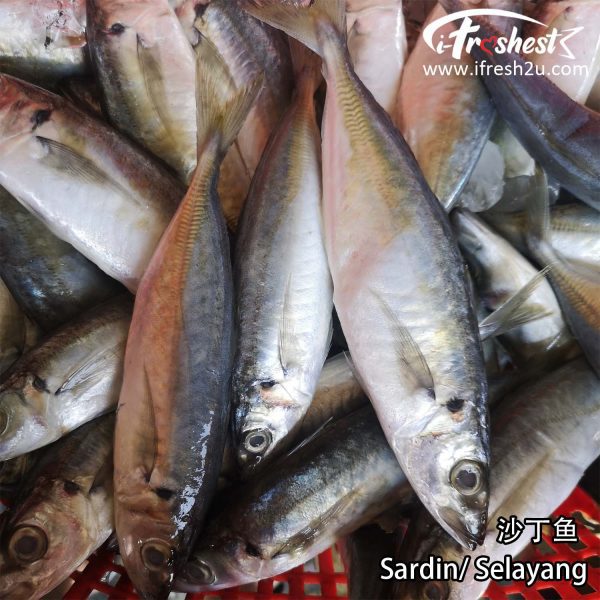 sardin 3 I FRESHEST MARKETING SDN BHD Sardin/ Selayang 沙丁鱼 500gm iFresh2u! Online Seafood Delivery From Sekinchan to your Doorstep. We supply complete range of local seafood, meat, chicken, vegetables, fruits and many more.