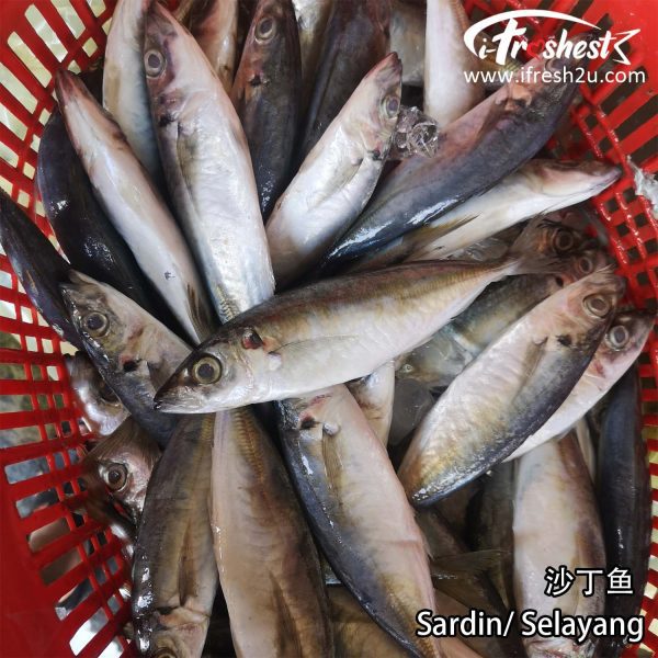 sardin2 I FRESHEST MARKETING SDN BHD Sardin/ Selayang 沙丁鱼 500gm iFresh2u! Online Seafood Delivery From Sekinchan to your Doorstep. We supply complete range of local seafood, meat, chicken, vegetables, fruits and many more.