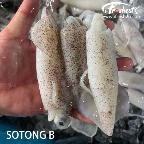 SOTONG B I FRESHEST MARKETING SDN BHD 苏东（没处理）SOTONG (not clean guts) 1 block iFresh2u! Online Seafood Delivery From Sekinchan to your Doorstep. We supply complete range of local seafood, meat, chicken, vegetables, fruits and many more.