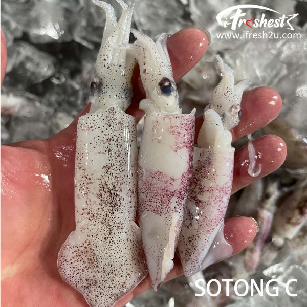 SOTONG C I FRESHEST MARKETING SDN BHD 苏东（没处理）SOTONG (not clean guts) 1 block iFresh2u! Online Seafood Delivery From Sekinchan to your Doorstep. We supply complete range of local seafood, meat, chicken, vegetables, fruits and many more.