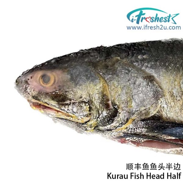 kurau head I FRESHEST MARKETING SDN BHD 顺丰鱼肉 Kurau Fish Steak/ Tail/ Head iFresh2u! Online Seafood Delivery From Sekinchan to your Doorstep. We supply complete range of local seafood, meat, chicken, vegetables, fruits and many more.