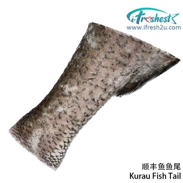 kurau tail I FRESHEST MARKETING SDN BHD 顺丰鱼肉 Kurau Fish Steak/ Tail/ Head iFresh2u! Online Seafood Delivery From Sekinchan to your Doorstep. We supply complete range of local seafood, meat, chicken, vegetables, fruits and many more.