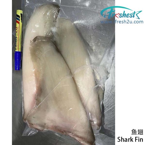 shark fin 2 I FRESHEST MARKETING SDN BHD 鱼翅 Shark Fin 1 Set iFresh2u! Online Seafood Delivery From Sekinchan to your Doorstep. We supply complete range of local seafood, meat, chicken, vegetables, fruits and many more.