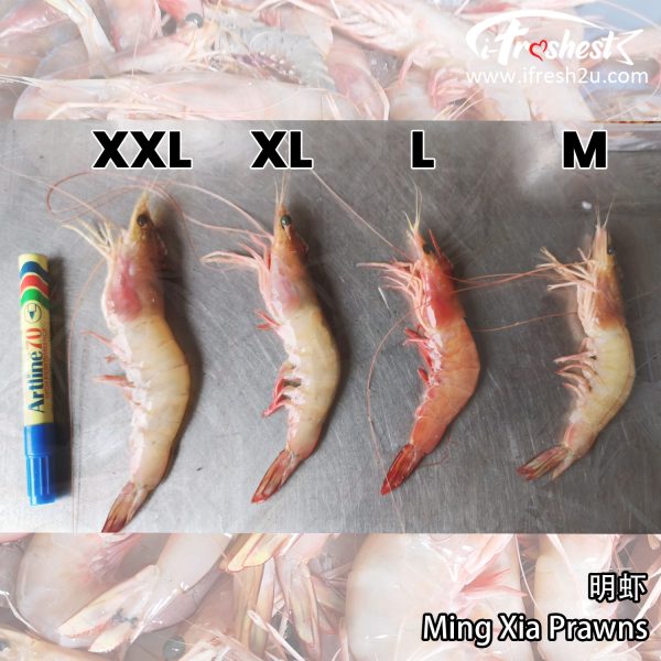 651d23adec288 1696408494 I FRESHEST MARKETING SDN BHD 明虾 Ming Xia Prawn 单只独立冷冻 Frozen Individually 500gm iFresh2u! Online Seafood Delivery From Sekinchan to your Doorstep. We supply complete range of local seafood, meat, chicken, vegetables, fruits and many more.