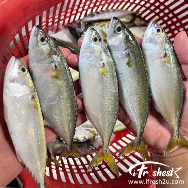 kembung 4 1710911065 I FRESHEST MARKETING SDN BHD 甘望鱼 Kembung / Indian Mackerel (Cleaned清理) 500Gm+- iFresh2u! Online Seafood Delivery From Sekinchan to your Doorstep. We supply complete range of local seafood, meat, chicken, vegetables, fruits and many more.