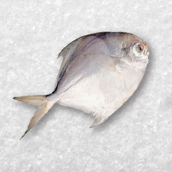 Baby Pomfret 鲳仔/风鲳