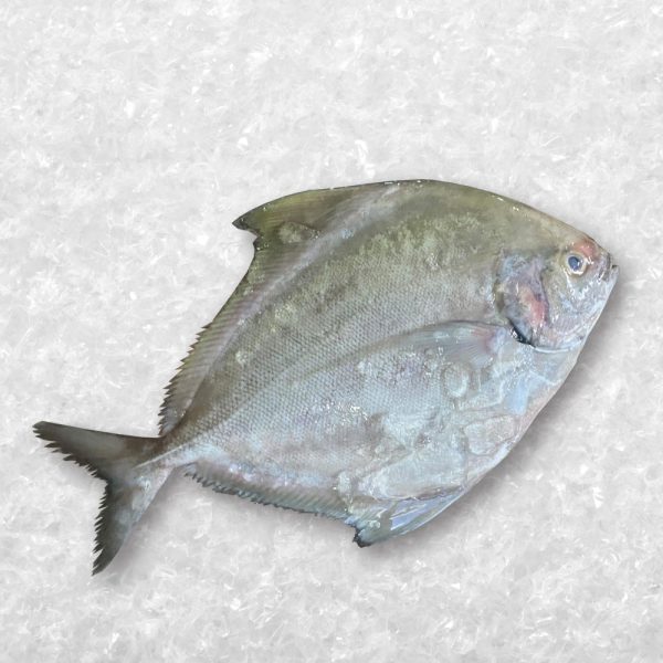 Black Pomfret 黑鲳