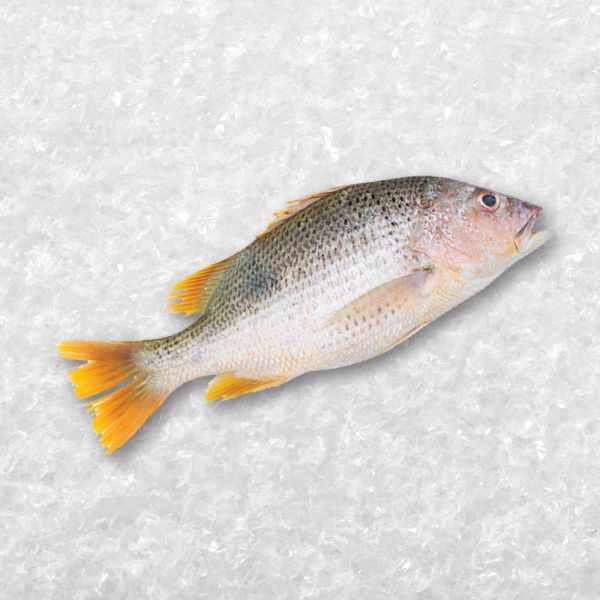 Golden Snapper 红皂