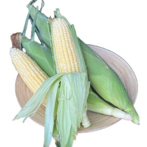 Local Sekinchan Sweet Corn 适耕庄甜玉米