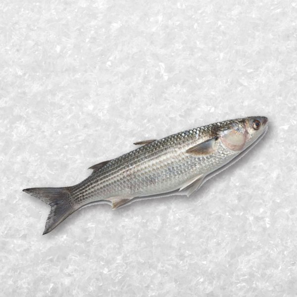 Mullet Fish 只仔鱼