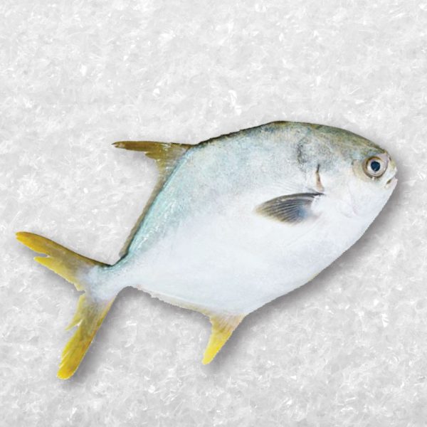 Silver Pompano 银鲳鱼