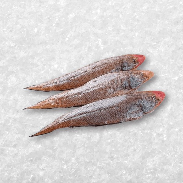 龙舌鱼 Tongue Fish