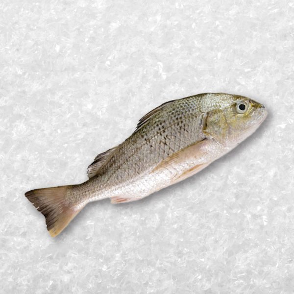 White Snapper With Fin 白皂鱼带鳍