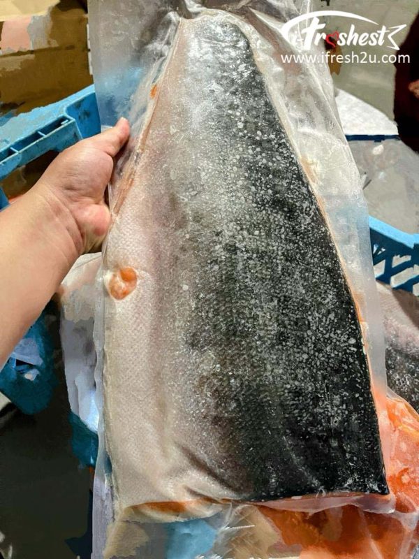 Frozen Coho Salmon 冷冻银鲑鱼
