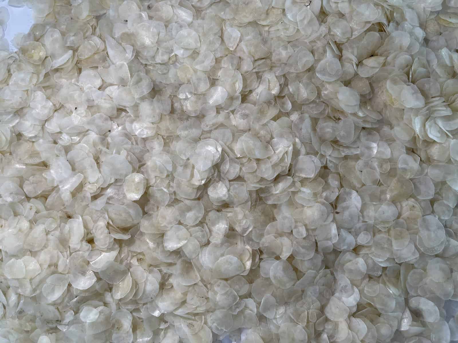 Siakap Fish  Scale 石甲鱼鳞