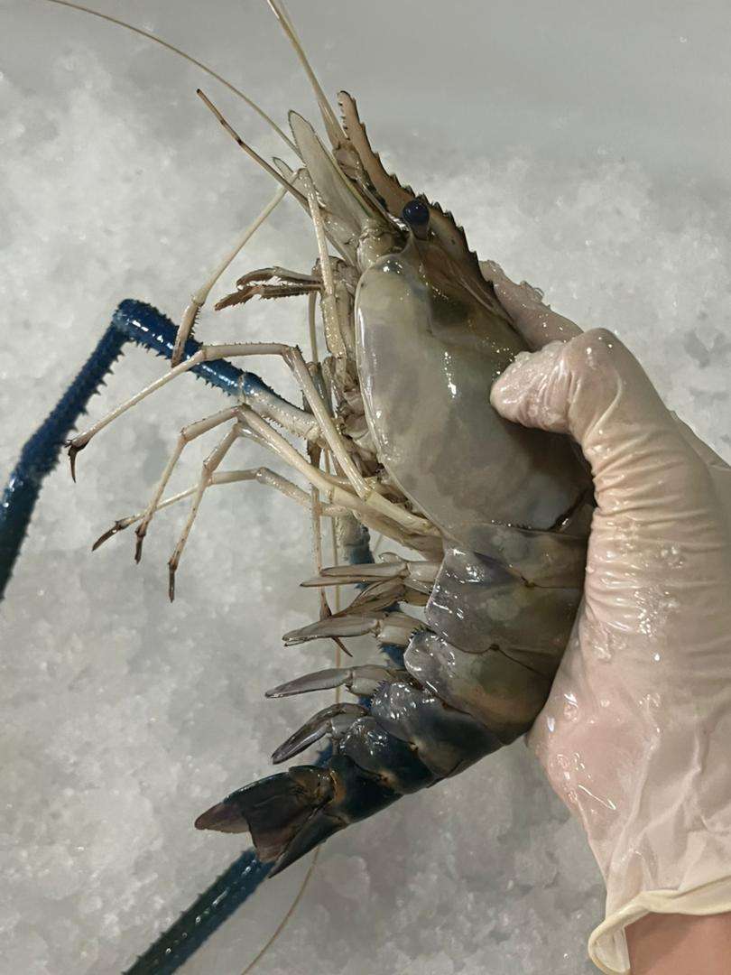 Big Head Prawn 大头虾