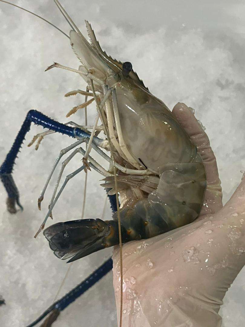Big Head Prawn 大头虾