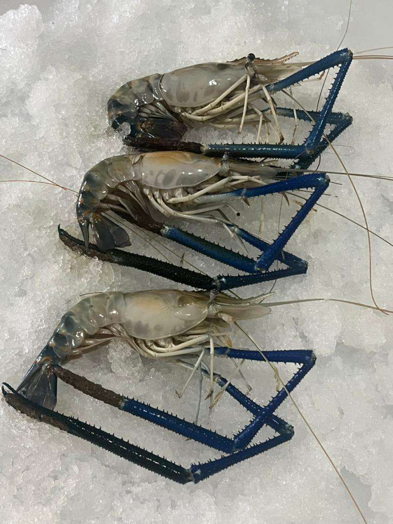 Big Head Prawn 大头虾