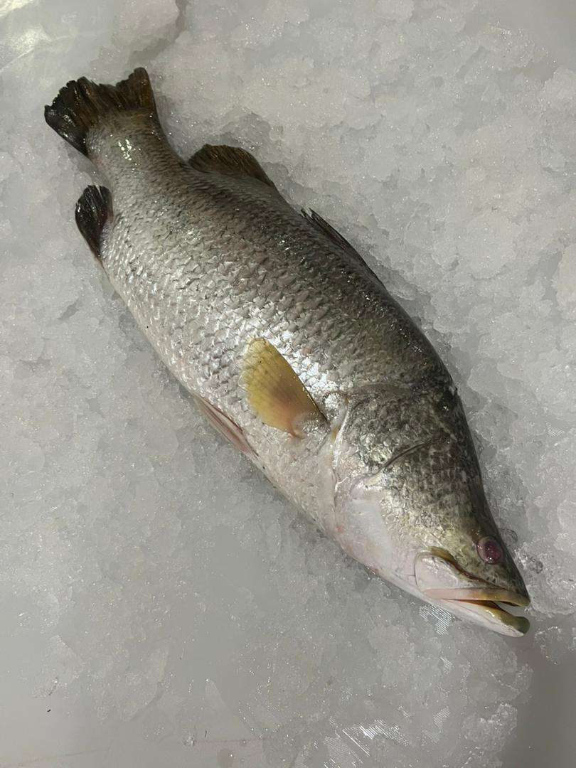 Wild Barramundi (Siakap) Whole Fish Fillet Cut 野生大石甲整只起肉切片